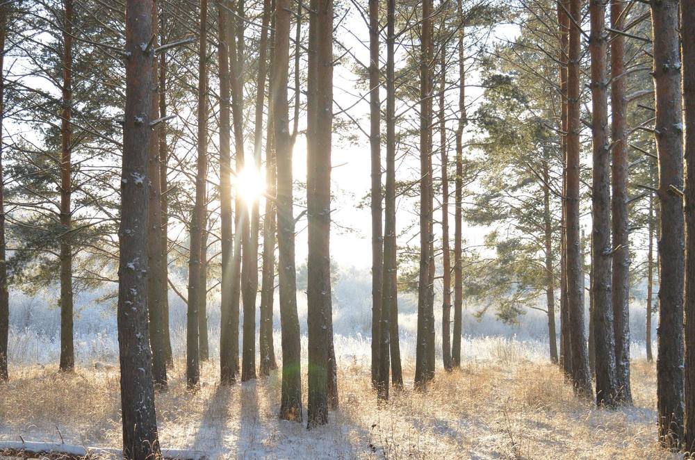 сосновый лес