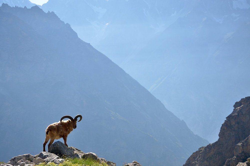 Хозяин ущелья