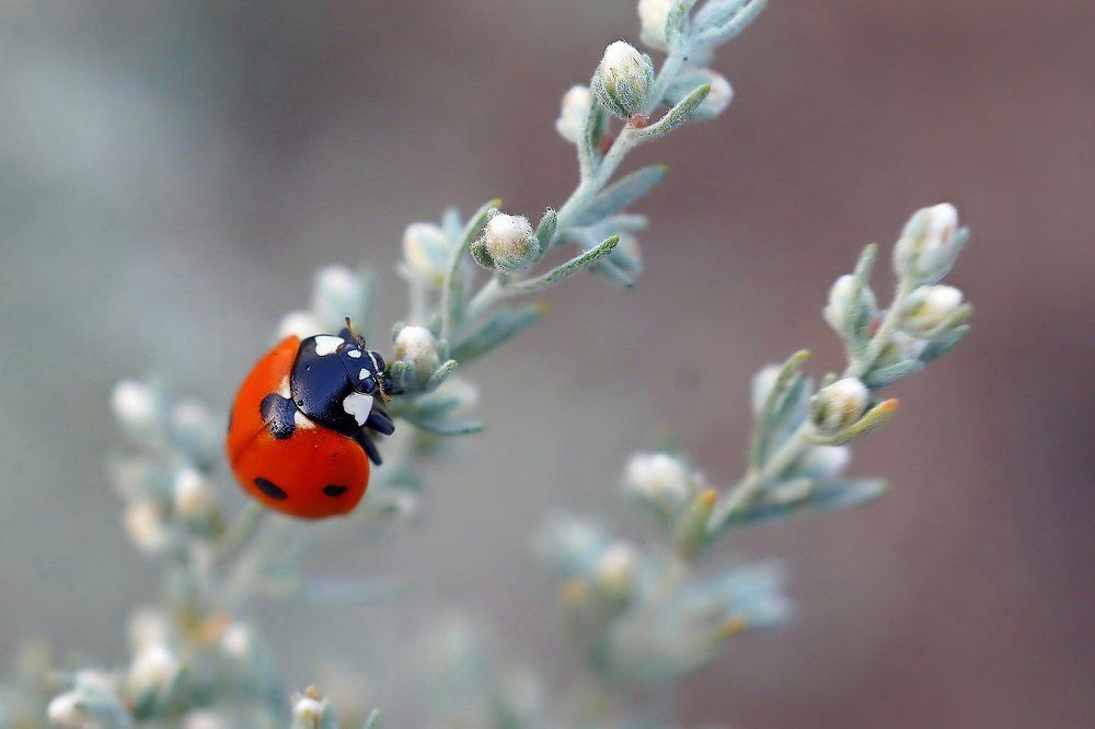 Божья коровка