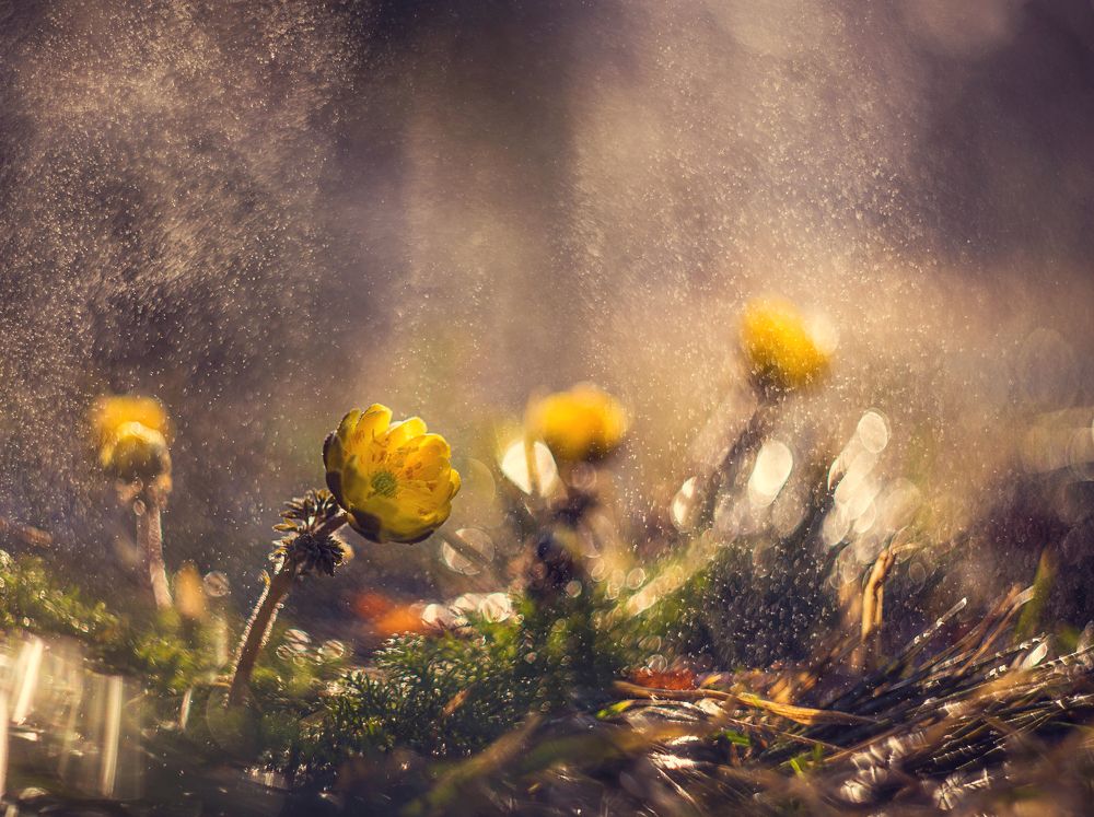 Кружась в цветочном вальсе...