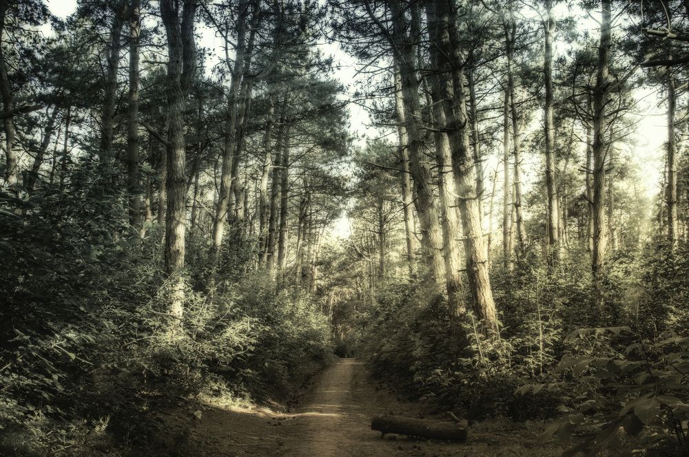 Щепкинский лес