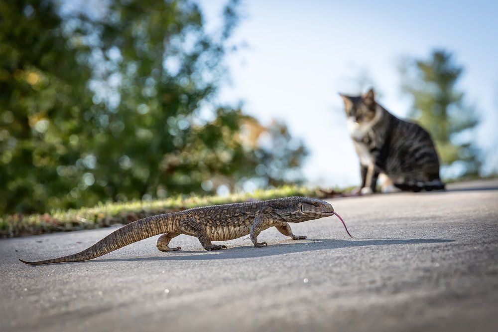 Усатик полосатик.