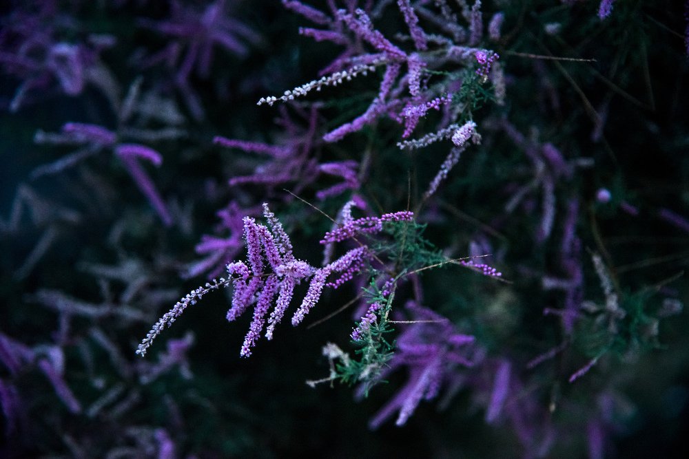 Краски ночи