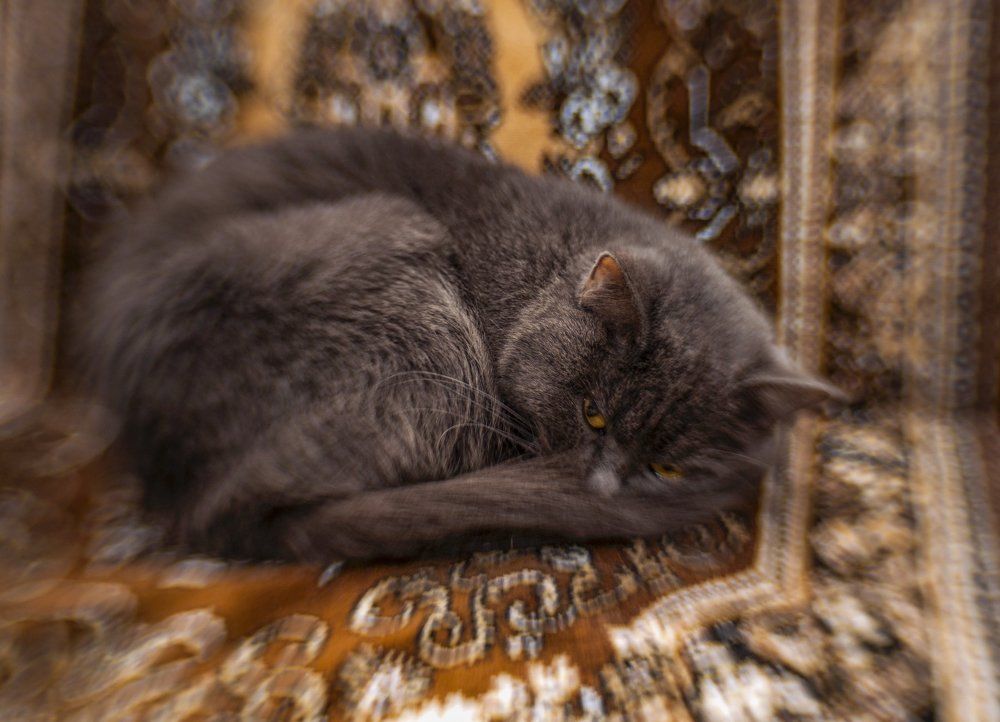 Коша