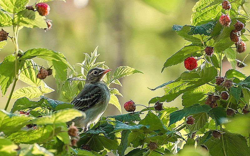 Svetlana Plasentsiia, Russia