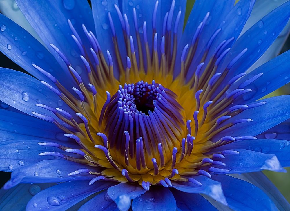 Blue Lotus