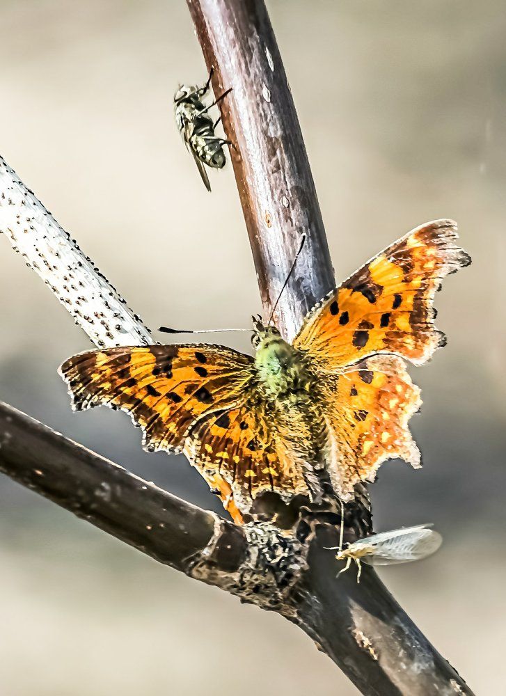 Photograph by Андрей Лапин