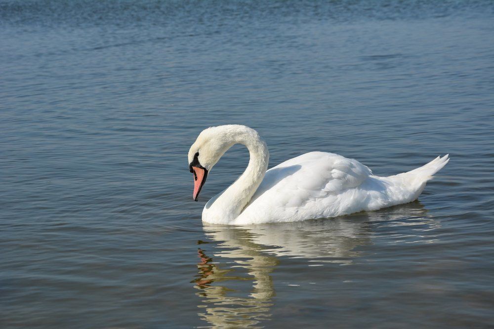 Лебединое озеро