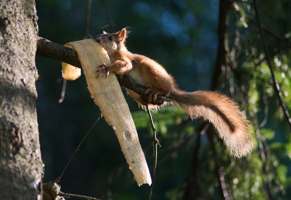 Дынная корка на десерт