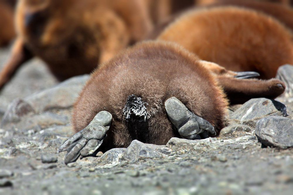 Всесезонка (Обутые во всесезонную резину пятки дитячьего королевского пингвина на отдыхе на одном из пляжей Южной Георгии)