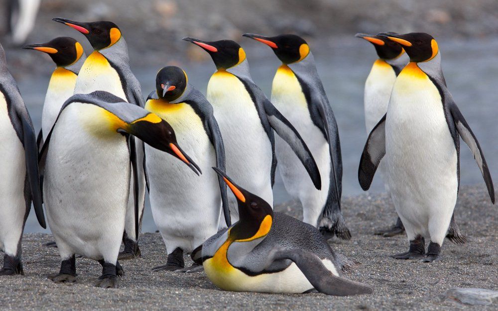 Командовать парадом буду Я!