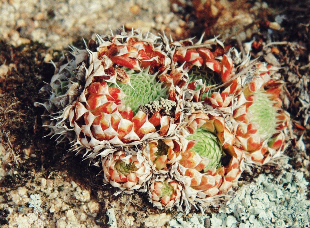 Photograph by Ульяна