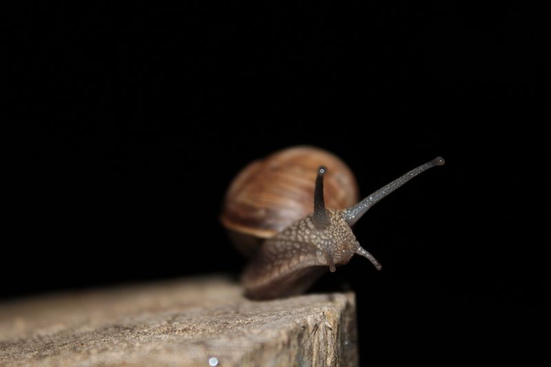 Diana Lukashewich, Belarus