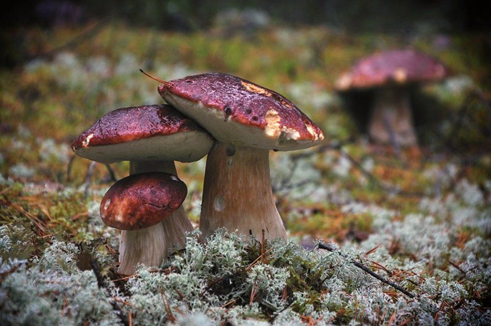 Они жили счастливо и умерли в один день...
