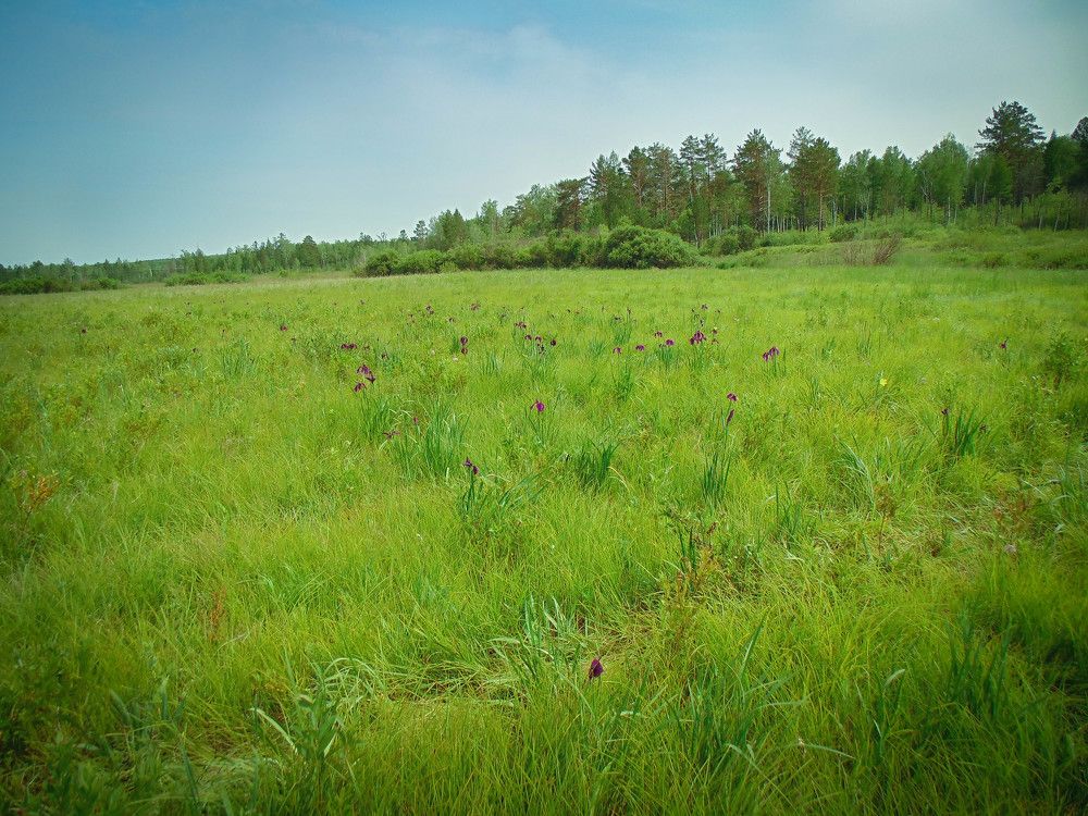 Поле с ирисами