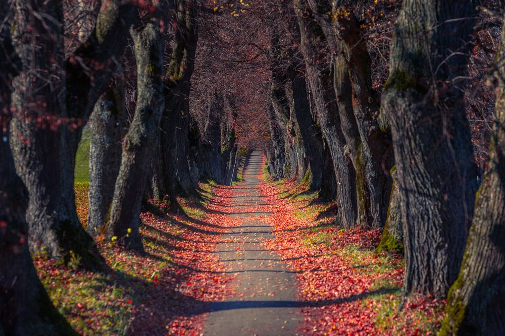 Ноябрьская аллея