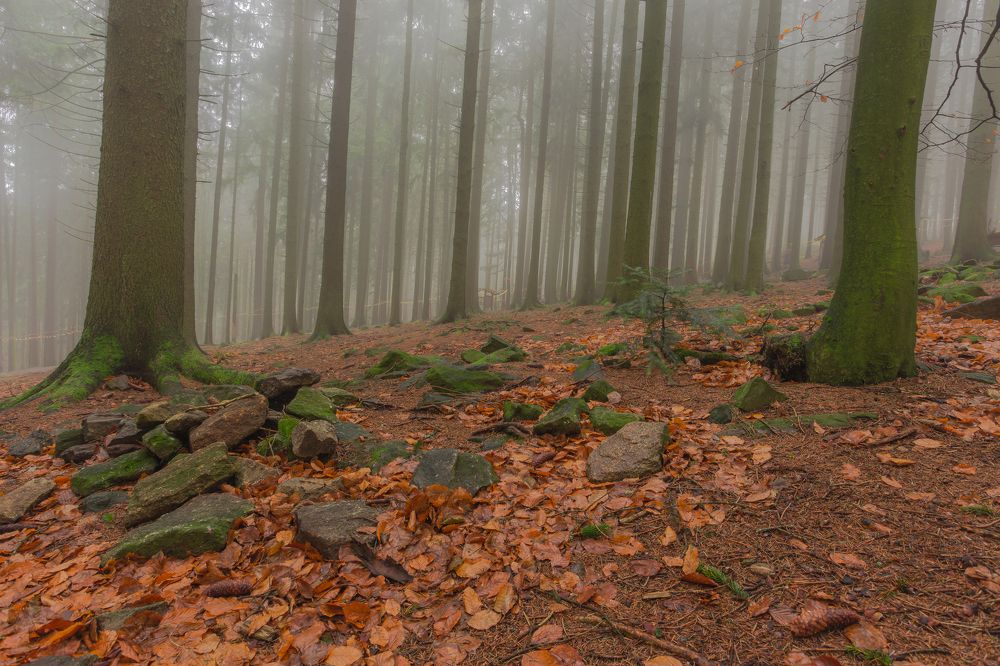 Новогодний лес в тумане