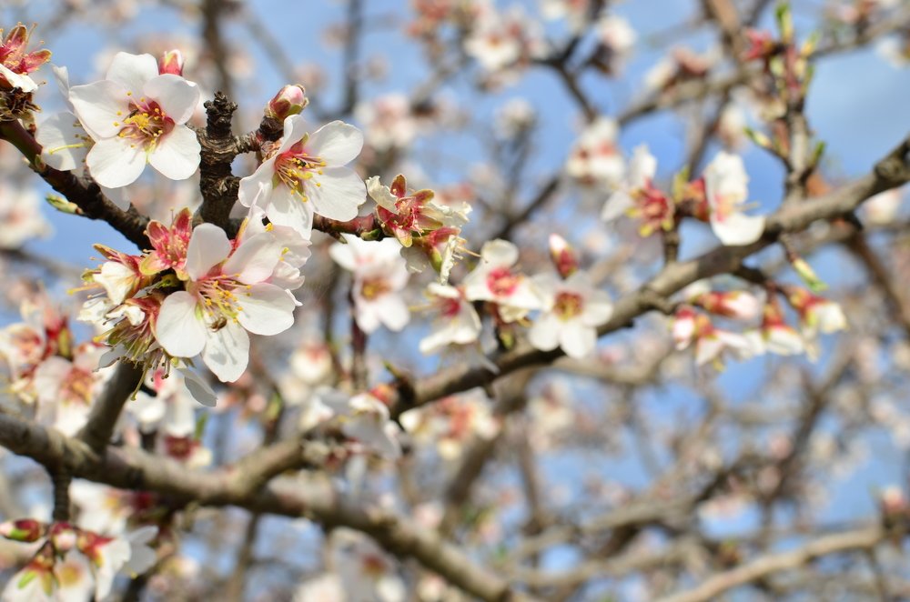 Цветы персика