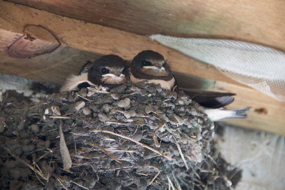 Малыши-крепыши.