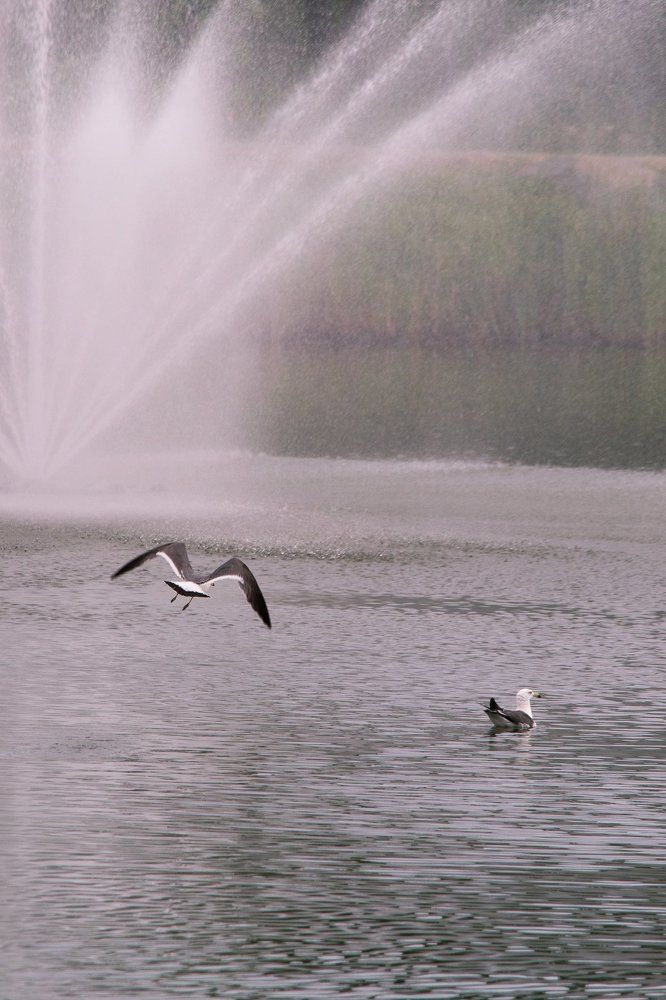В струях фонтана