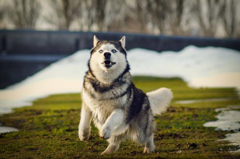 Короновский Юрий, Ukraine