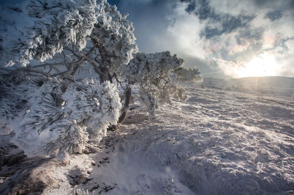 Белоснежность
