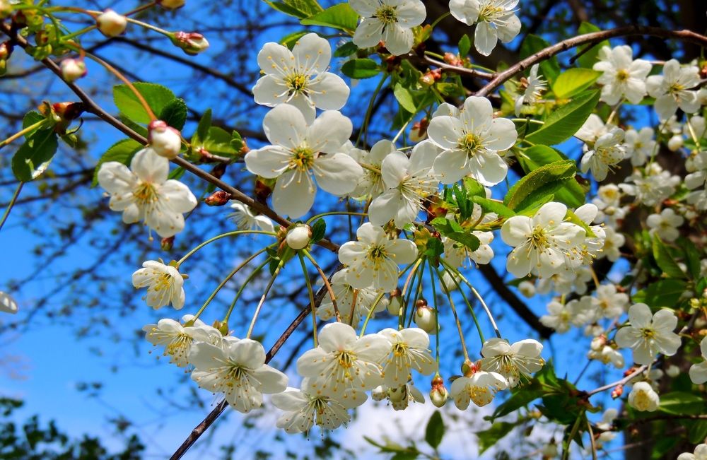 свежесть красок