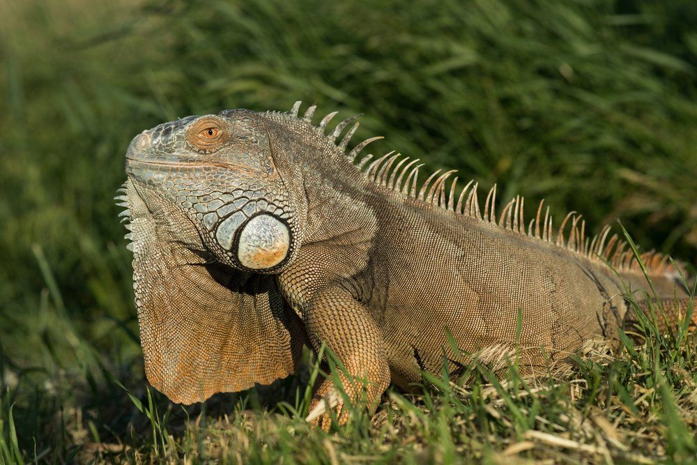 Зеленый дракон