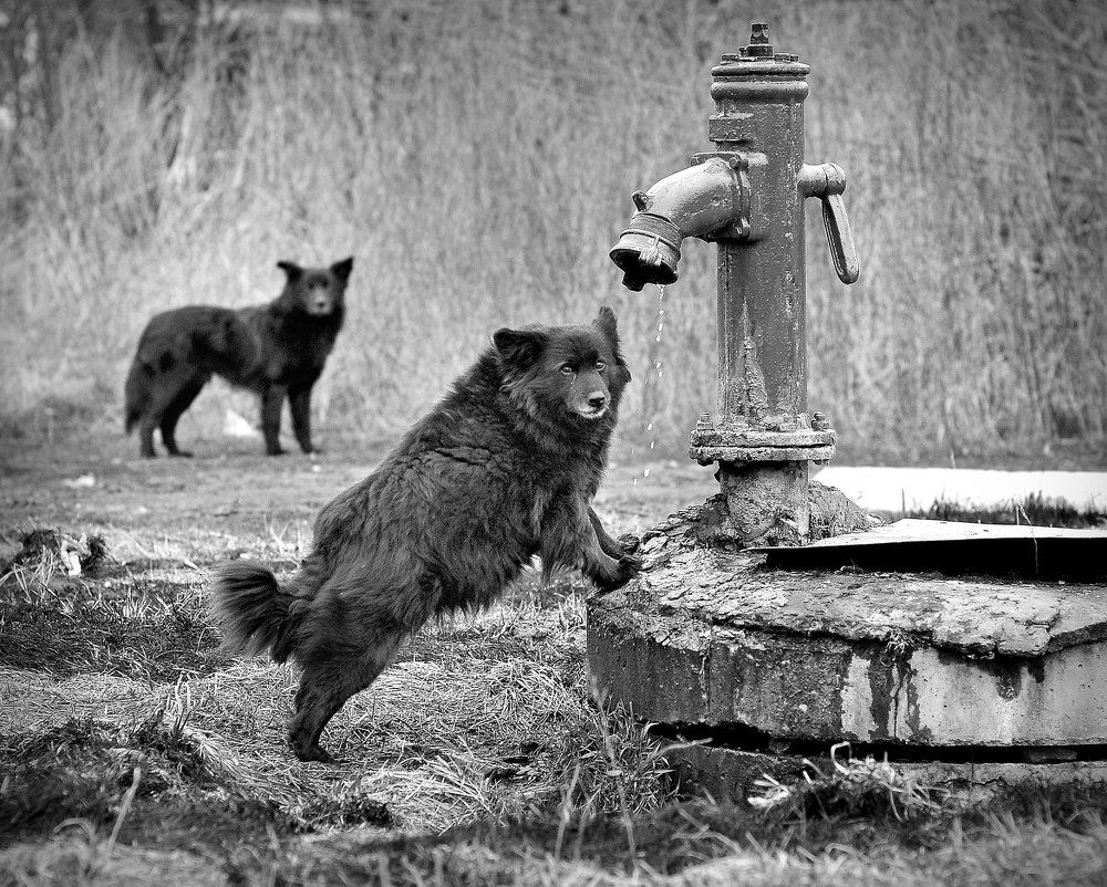 Королева водоколонки