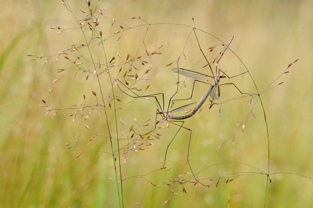 Колесо жизни.