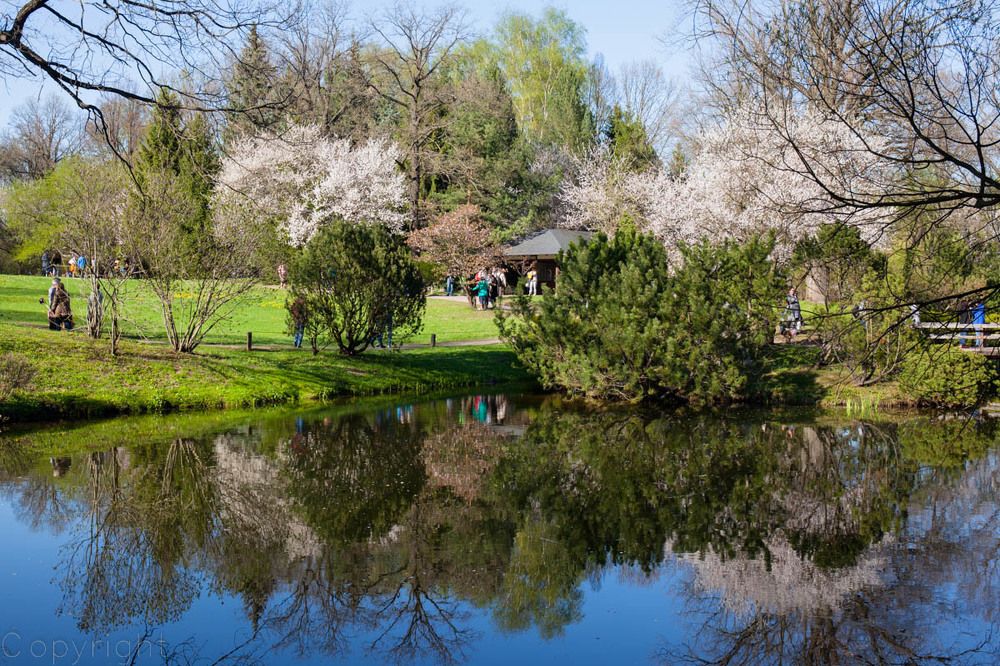 Цветение сакуры