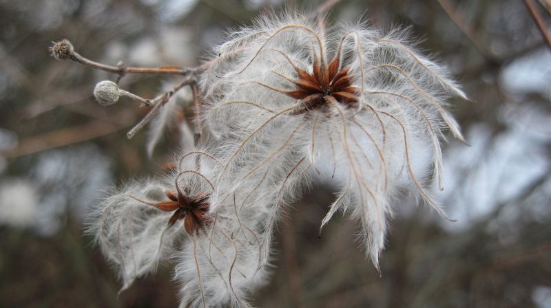 Ardelean Ovidiu, Romania