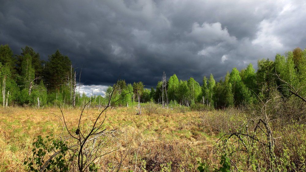 Гроза на болоте