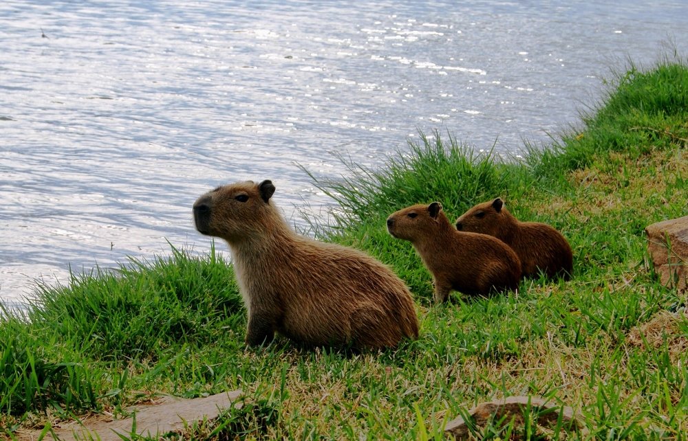 Capivara