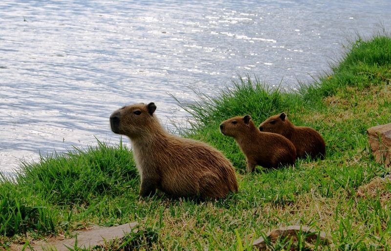 Eduardo Roberto Wagner, Brazil