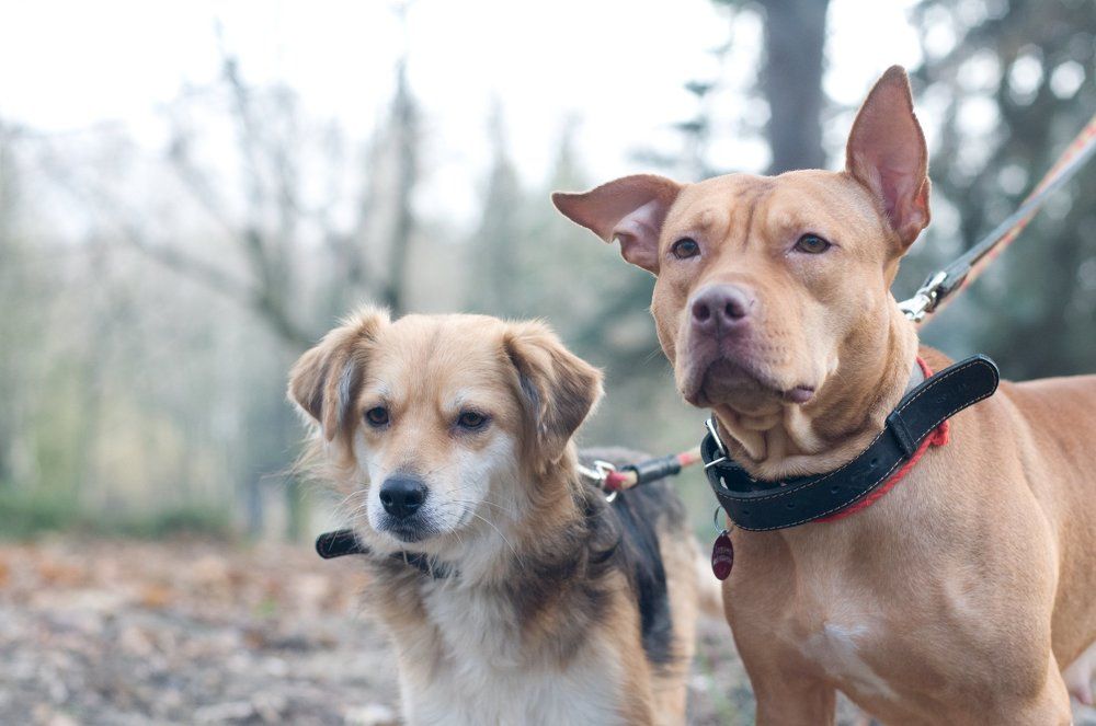 Где ты, хозяин?