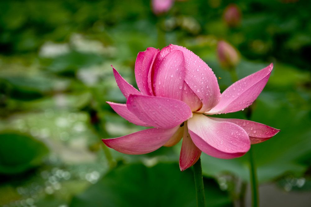 Лотос и дождь