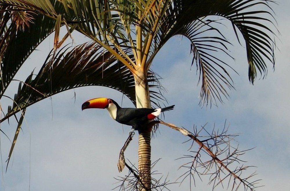 Tucano