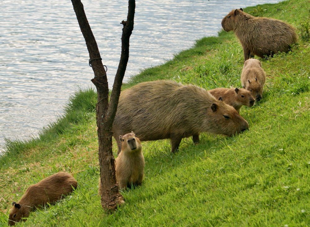 Familia de capivaras