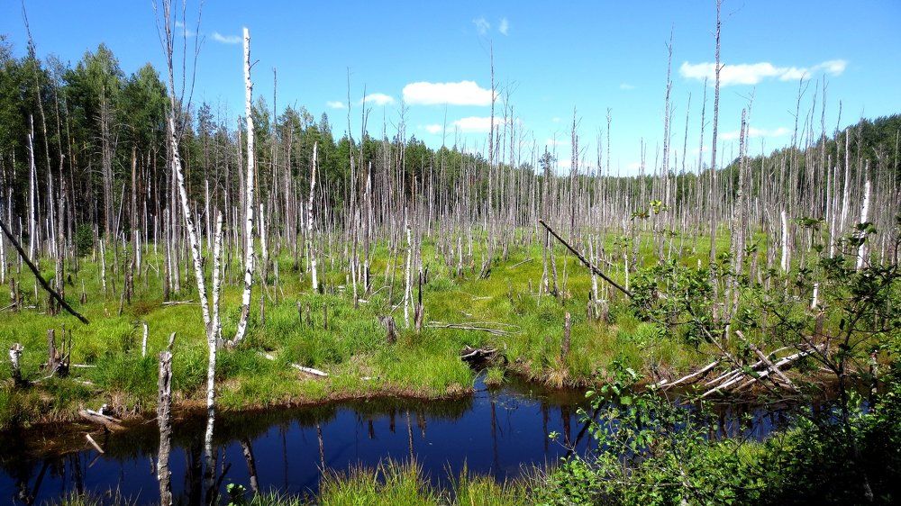 Болото - это маленькая жизнь