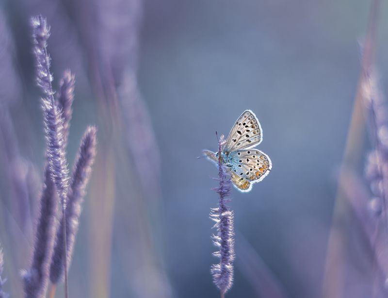 Будникова Юлия, Russia