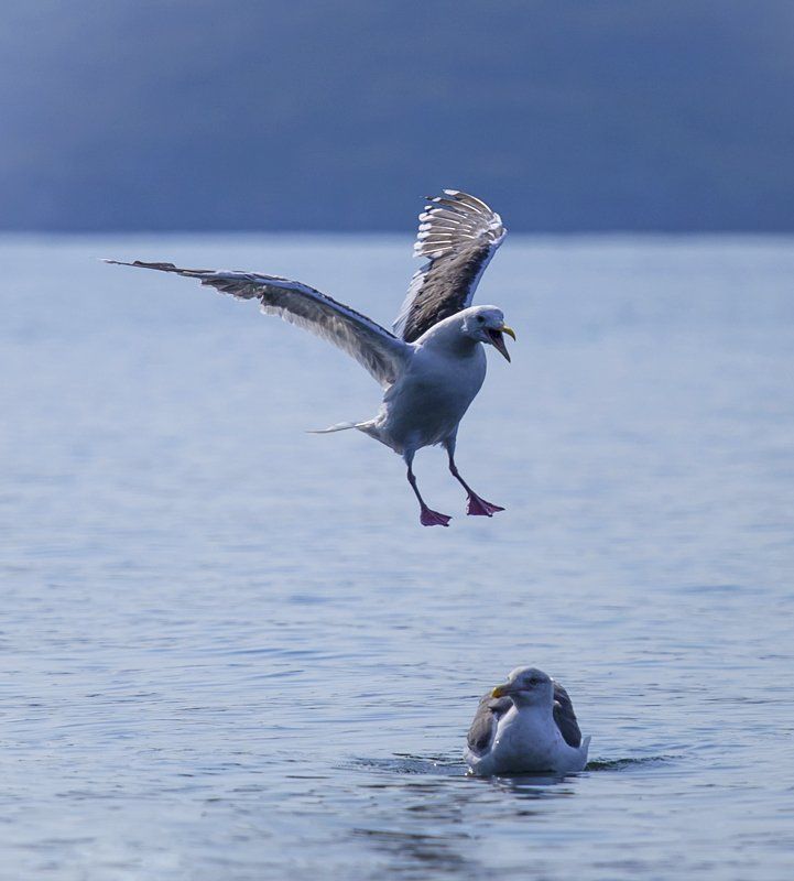 Игорь Рябов, Russia