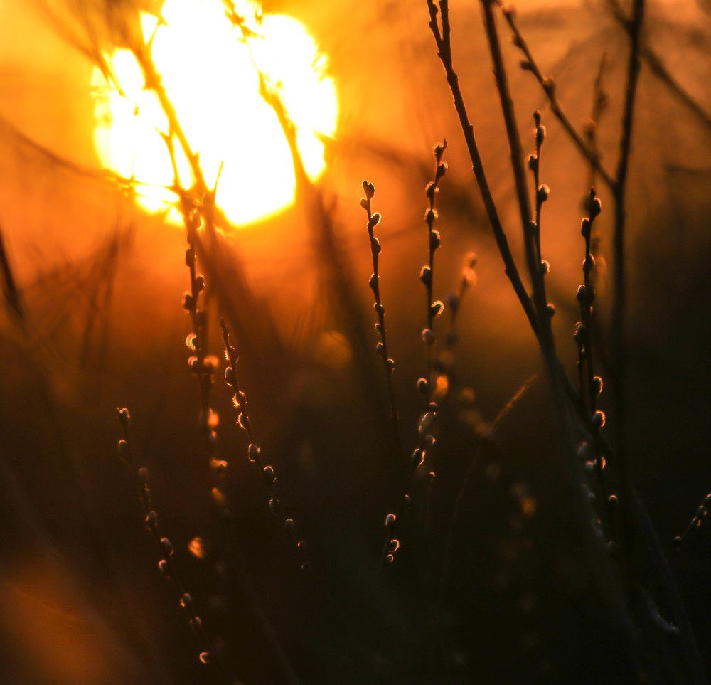 Верба на закате