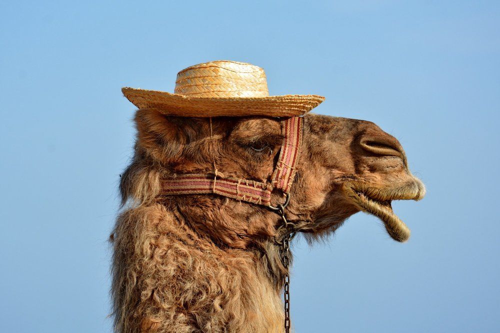 джентельмен