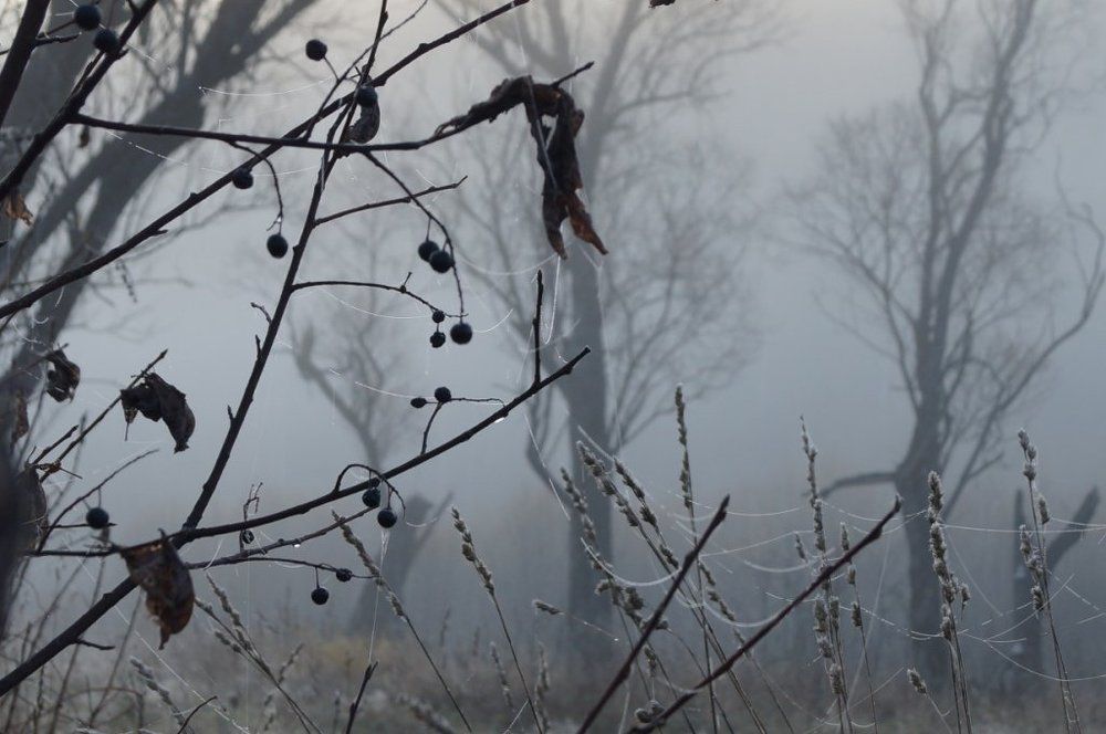 Осень. Туман.