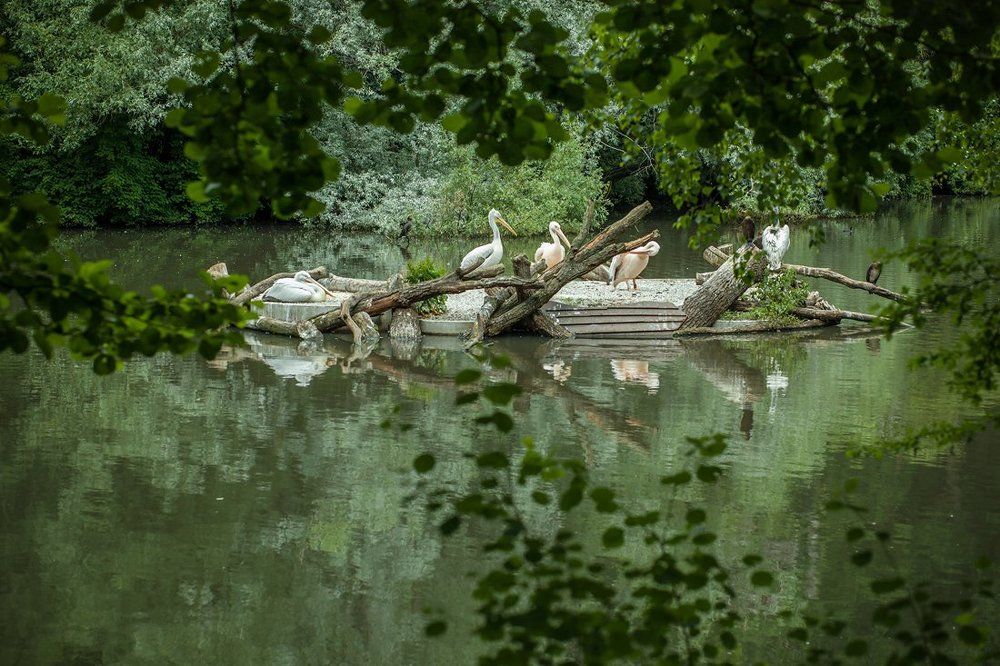В зеленой тиши