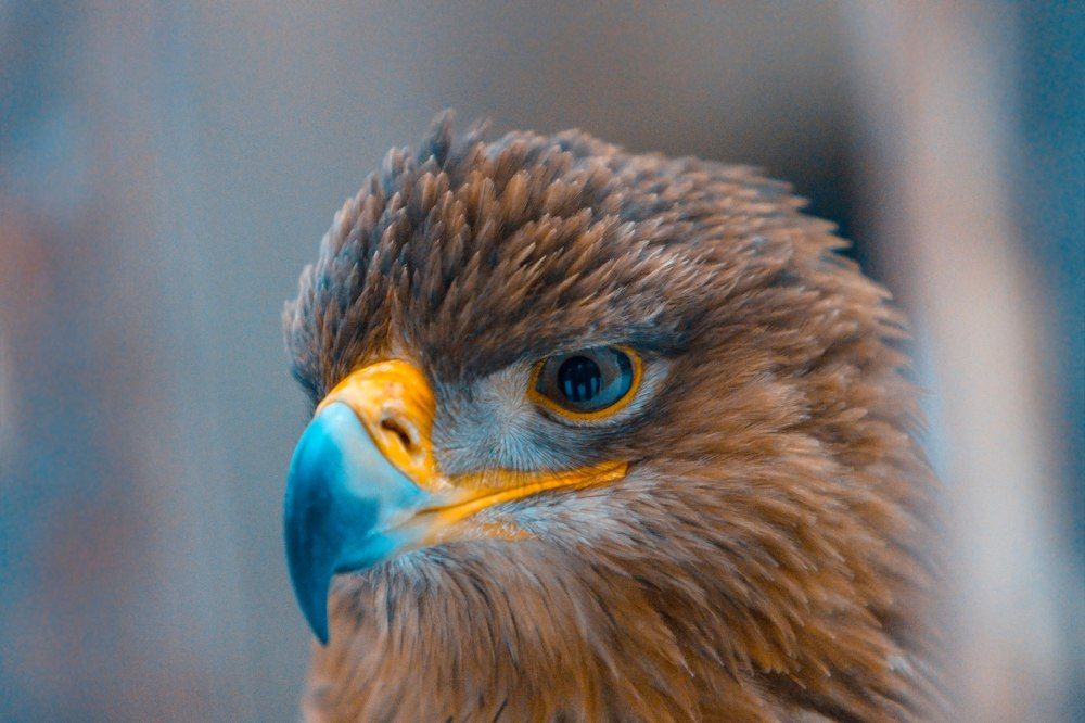 Орел инвалид