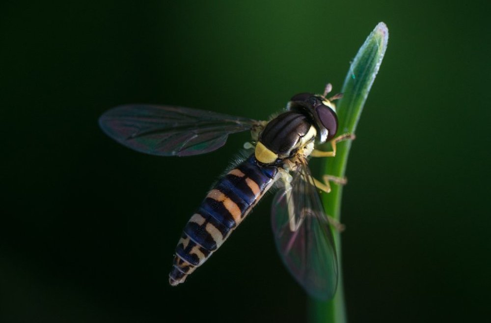 Макромир Сибири