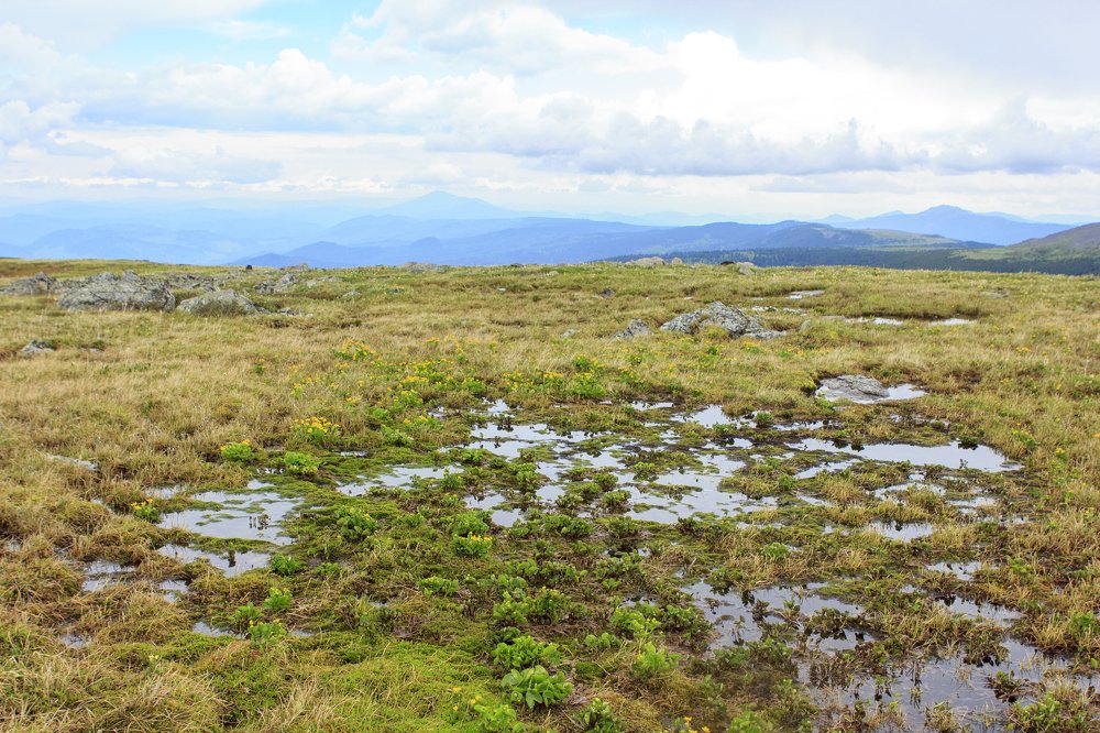 Высокогорное болото
