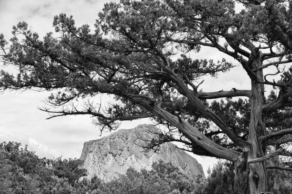 Можевеловое дерево